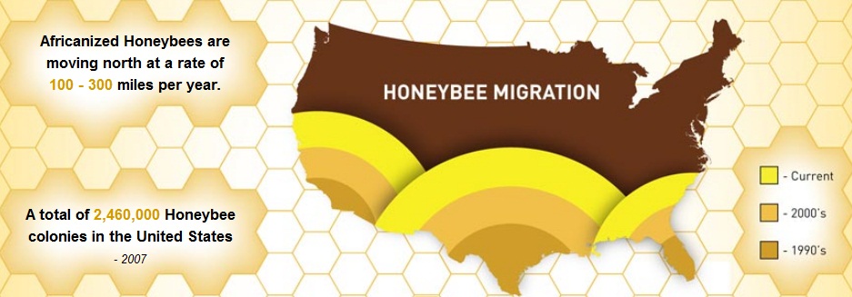 Attack of the Africanized Killer Honeybees